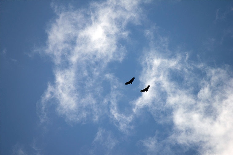 Uccelli che volano in cielo limpido